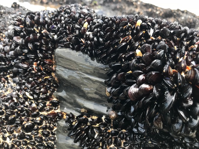 Frische Miesmuscheln
